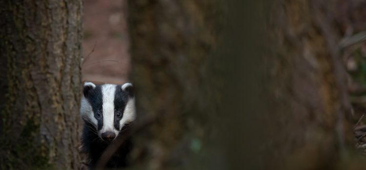 Image of a badger facing the camera from in between two trees